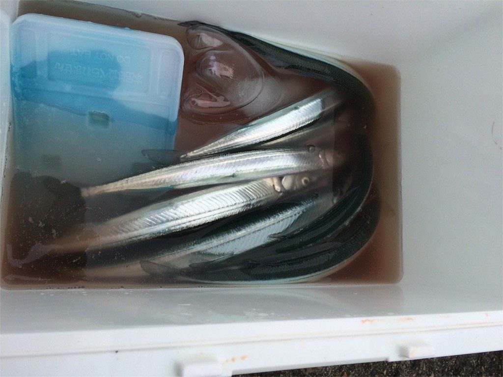 釣行記 16年のジャンボサヨリはここ 平磯海づり公園 16 01 30 Fam Fishing 釣行記 16年のジャンボサヨリはここ 平磯海づり公園 16 01 30 Fam Fishing