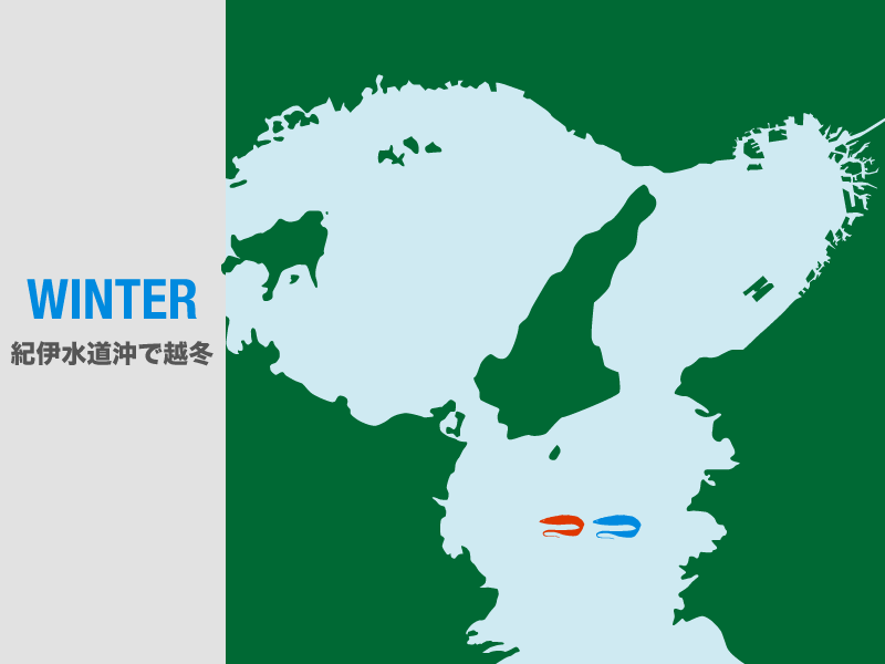 冬のタチウオは紀伊水道沖で越冬する