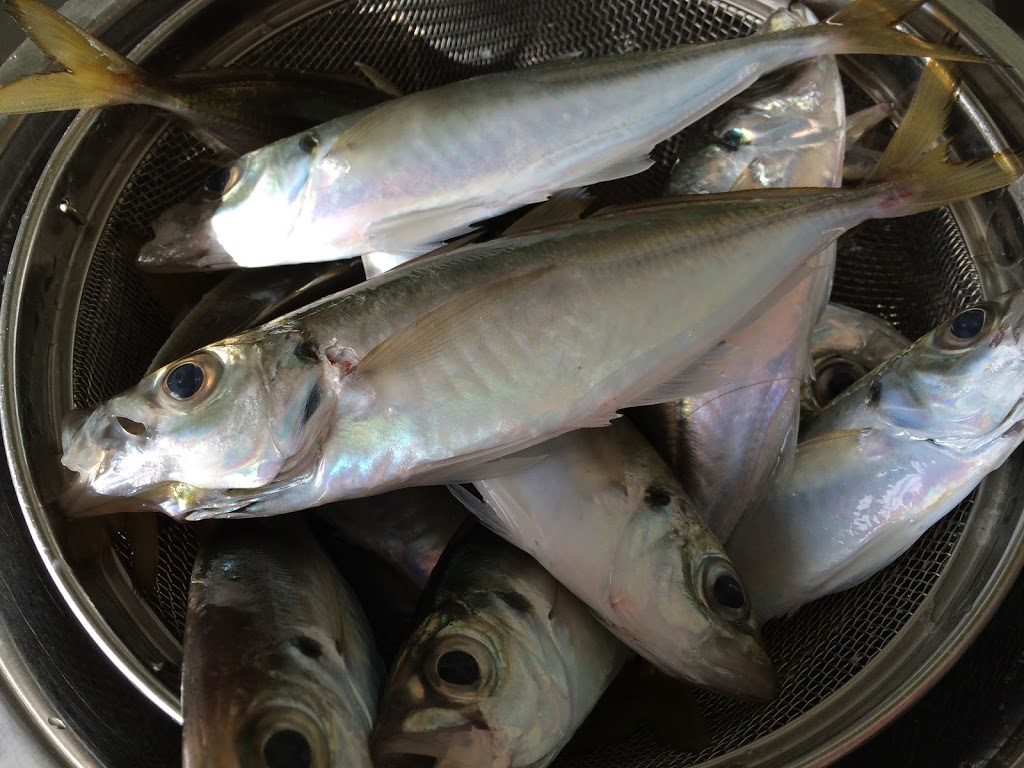 キビナゴ で 釣れる 魚