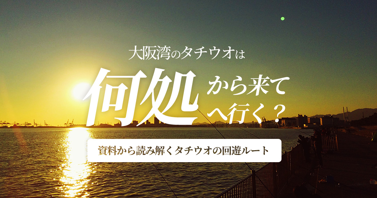 大阪湾のタチウオは何処から来て何処へ行く？