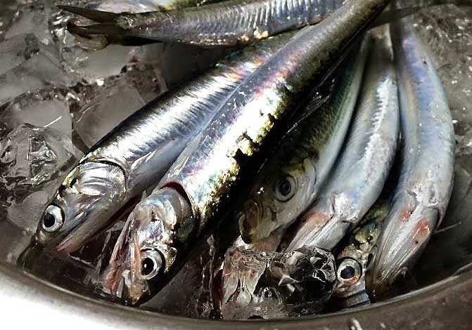 カタクチイワシ