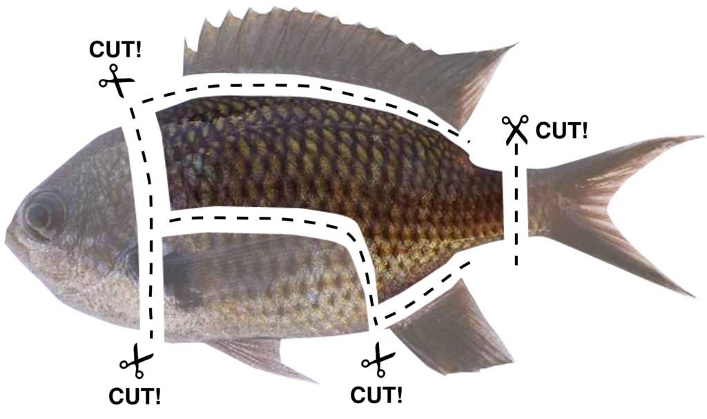 スズメダイは捨てずに食べよう 骨は硬いが初夏なら美味しい Fam Fishing