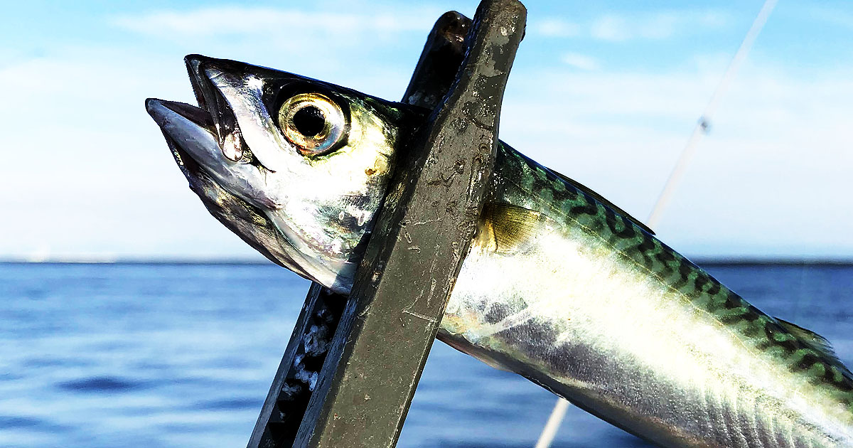 小サバの美味しい食べ方 脂の少ない身を生かすレシピ集 Fam Fishing