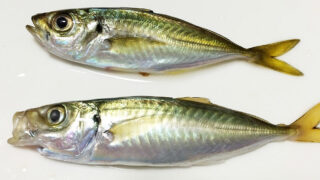イワシの見分け方 サビキで釣れる3種類のイワシを知る Fam Fishing