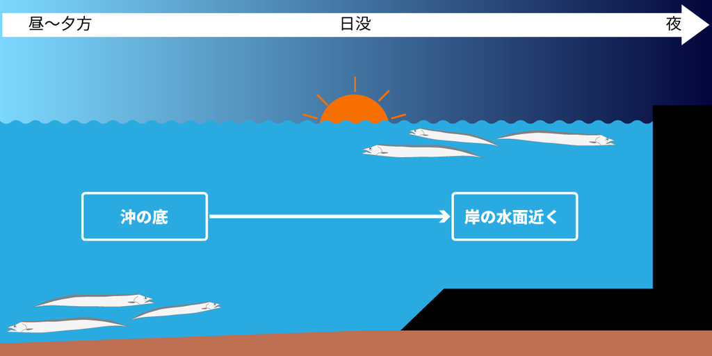 昼間は沖にいるタチウオは夜に岸へ近づく