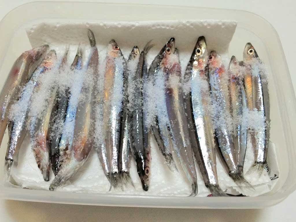 キビナゴを塩締めしてタチウオ釣りのエサを自作しよう Fam Fishing