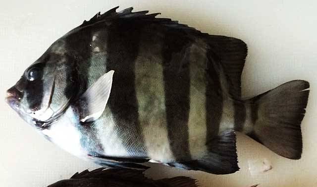 イシダイの幼魚であるサンバソウ