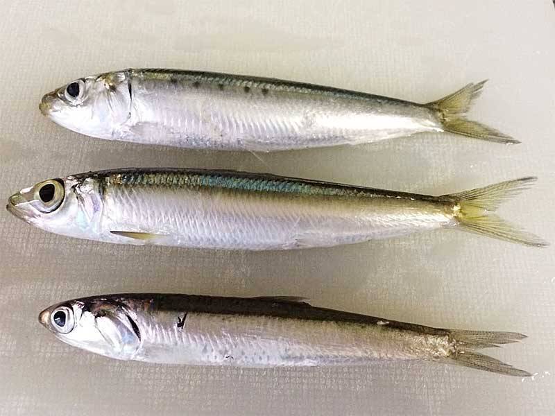 イワシの見分け方 サビキで釣れる3種類のイワシを知る Fam Fishing