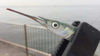 大阪湾のサヨリ釣りスタートガイド 準備編 Fam Fishing