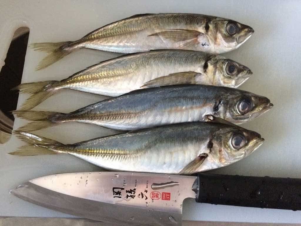 自分で釣ったら自分で料理 大阪湾で釣った魚を美味しく食べよう Fam Fishing