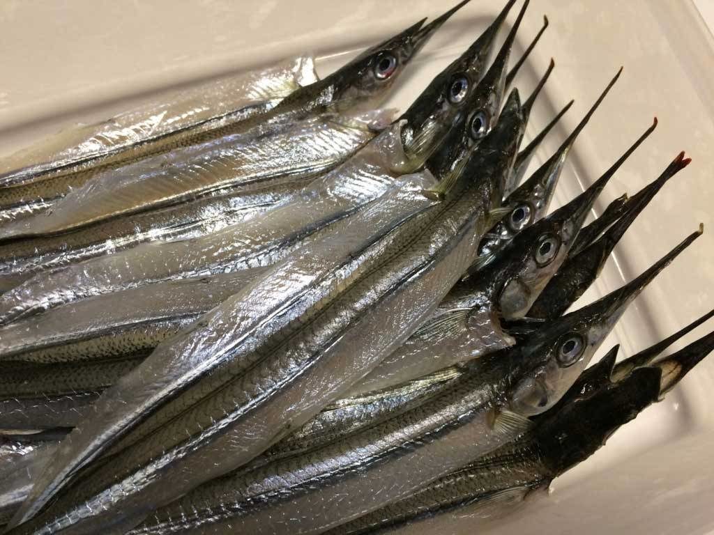 釣ったサヨリを干物にする方法 Fam Fishing