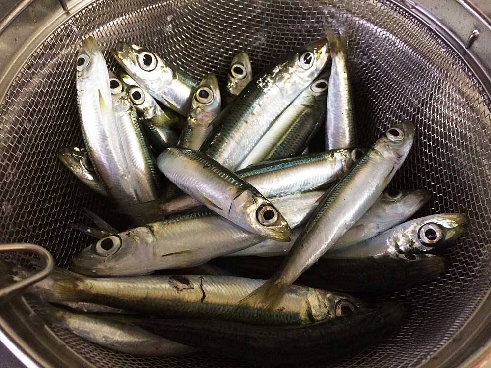 サビキで釣れたウルメイワシの食べ方 Fam Fishing