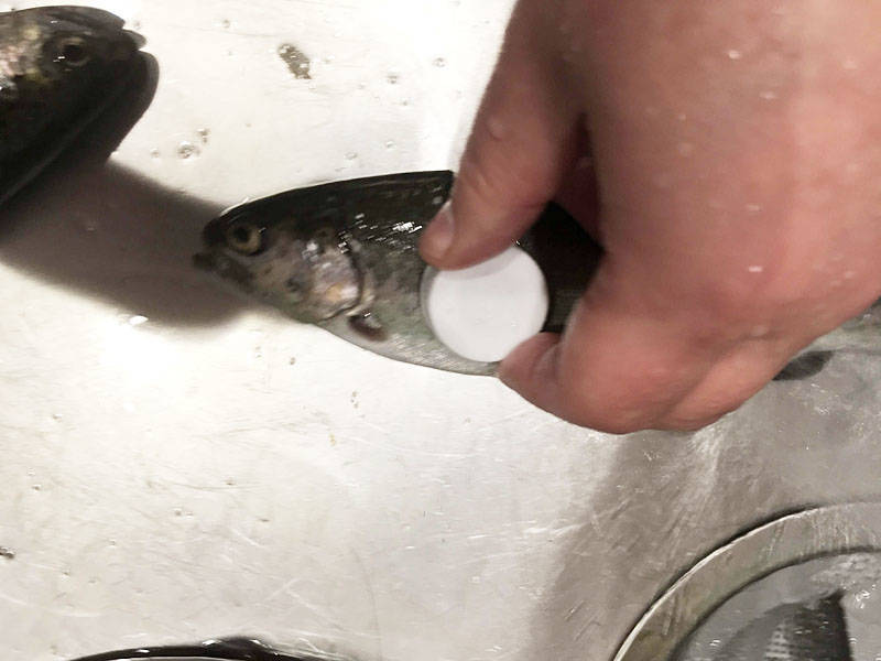 魚のぬめり取りは酢を使え くさみもヌルヌルも取れて美味しさアップ Fam Fishing