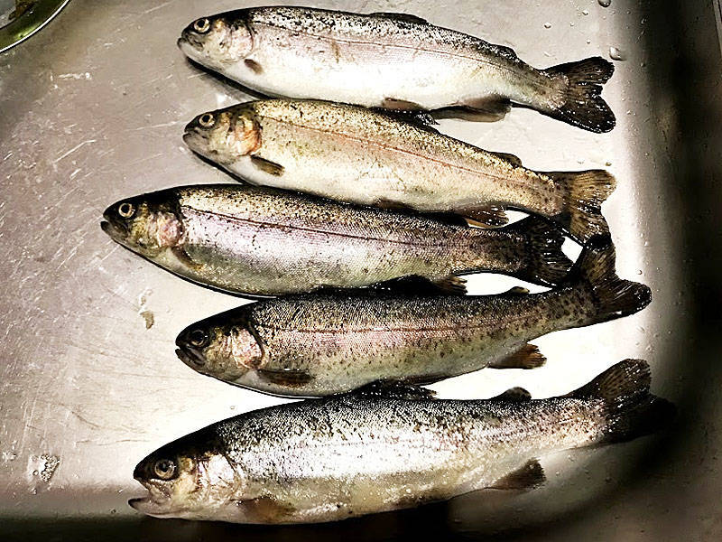 魚のぬめり取りは酢を使え くさみもヌルヌルも取れて美味しさアップ Fam Fishing