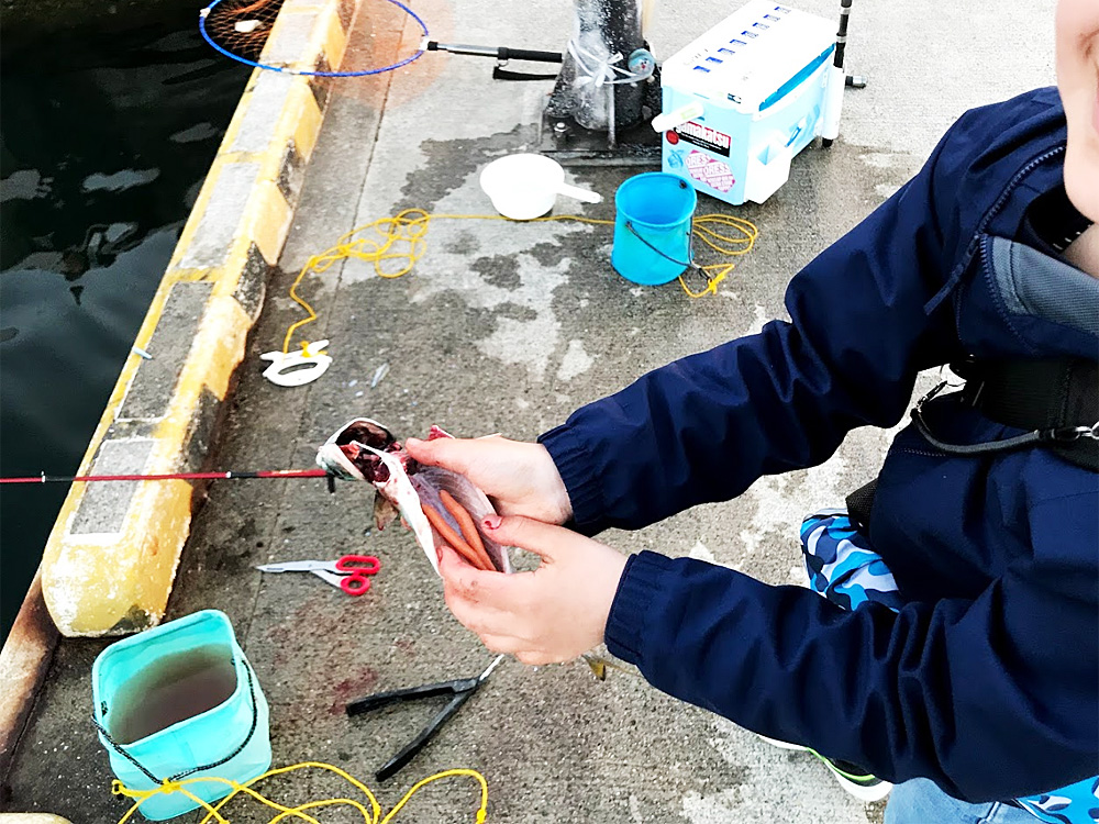 釣り場で血抜きして内臓も抜いたサバ（オレンジ色のものは卵巣）