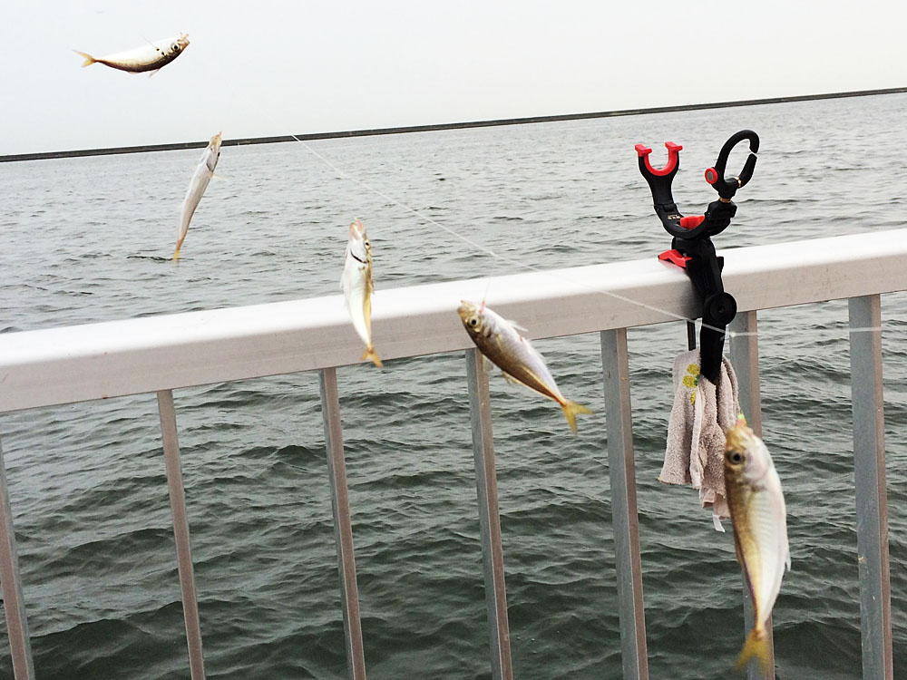 サビキなら簡単に魚が釣れる