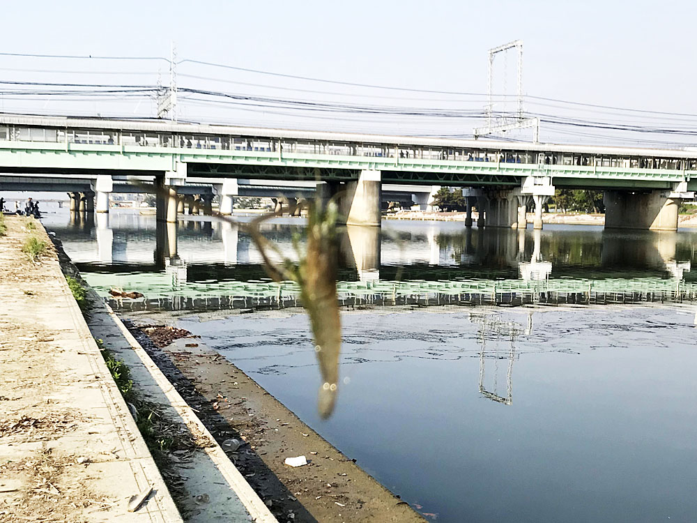 テナガエビと阪神武庫川駅