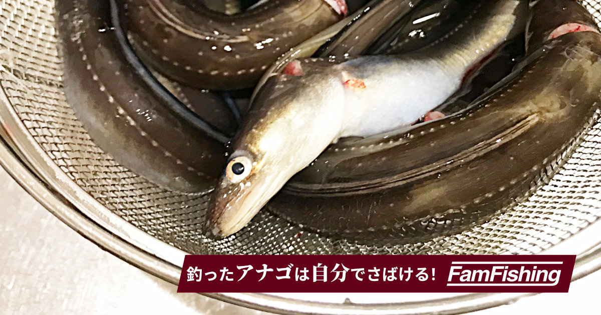 釣ったアナゴは自分でさばける！