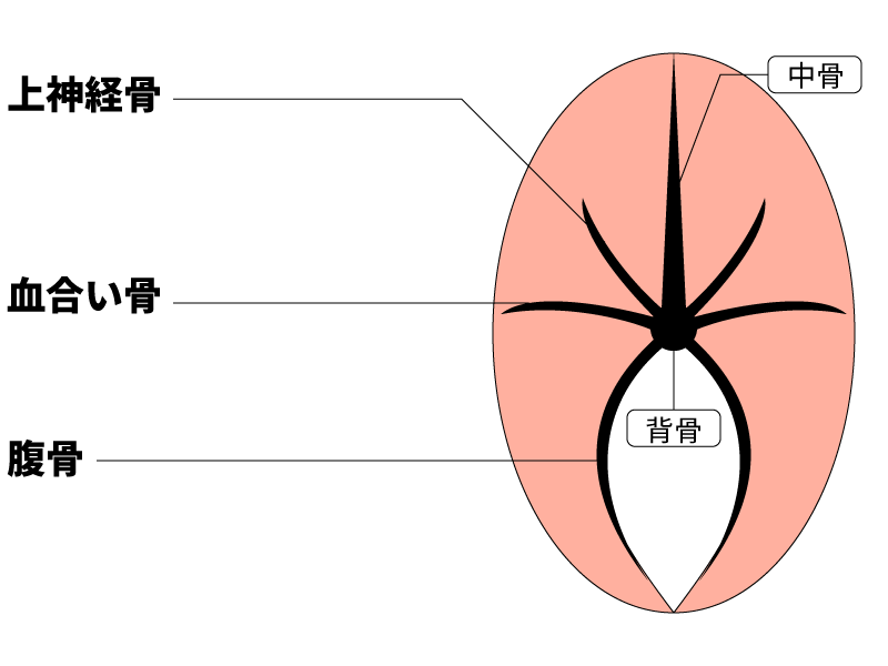 小骨フルコンボ状態のエソ