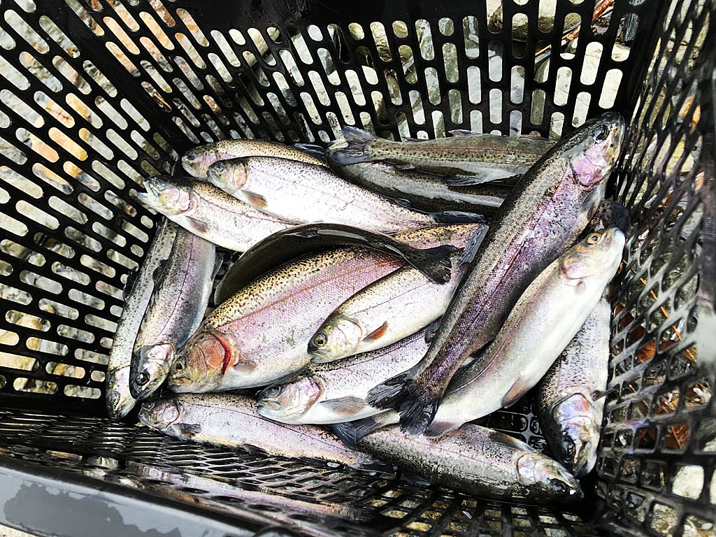 釣ったニジマスの食べ方4選 塩焼きから刺身までの定番レシピ Fam Fishing