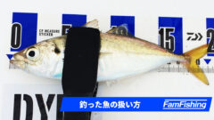 釣った魚はどうしたらいい 釣り場での締め方から内臓処理まで解説 Fam Fishing