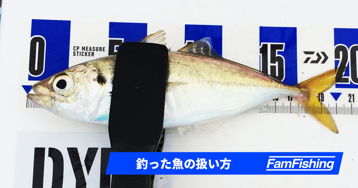 釣った魚はどうしたらいい 釣り場での締め方から内臓処理まで解説 Fam Fishing