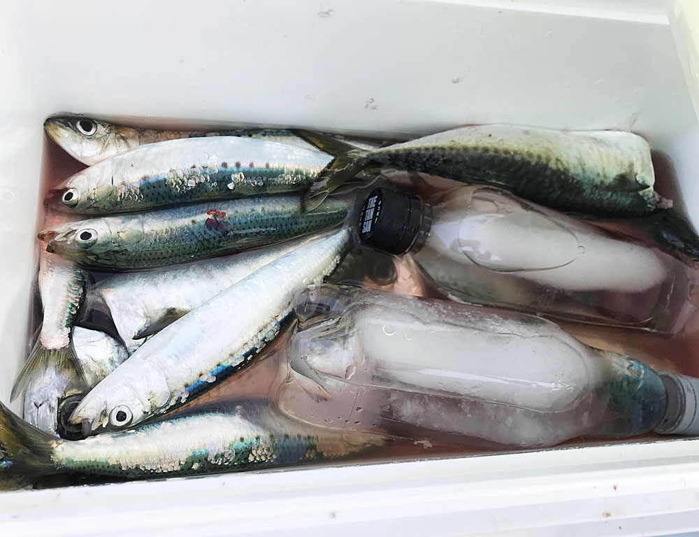 釣った魚の持ち帰り方と保存方法 小魚は氷締めにしよう Fam Fishing