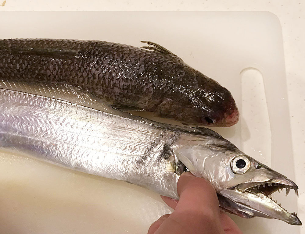 小骨を攻略するエソの食べ方 すり身にすれば超有能食材に Fam Fishing