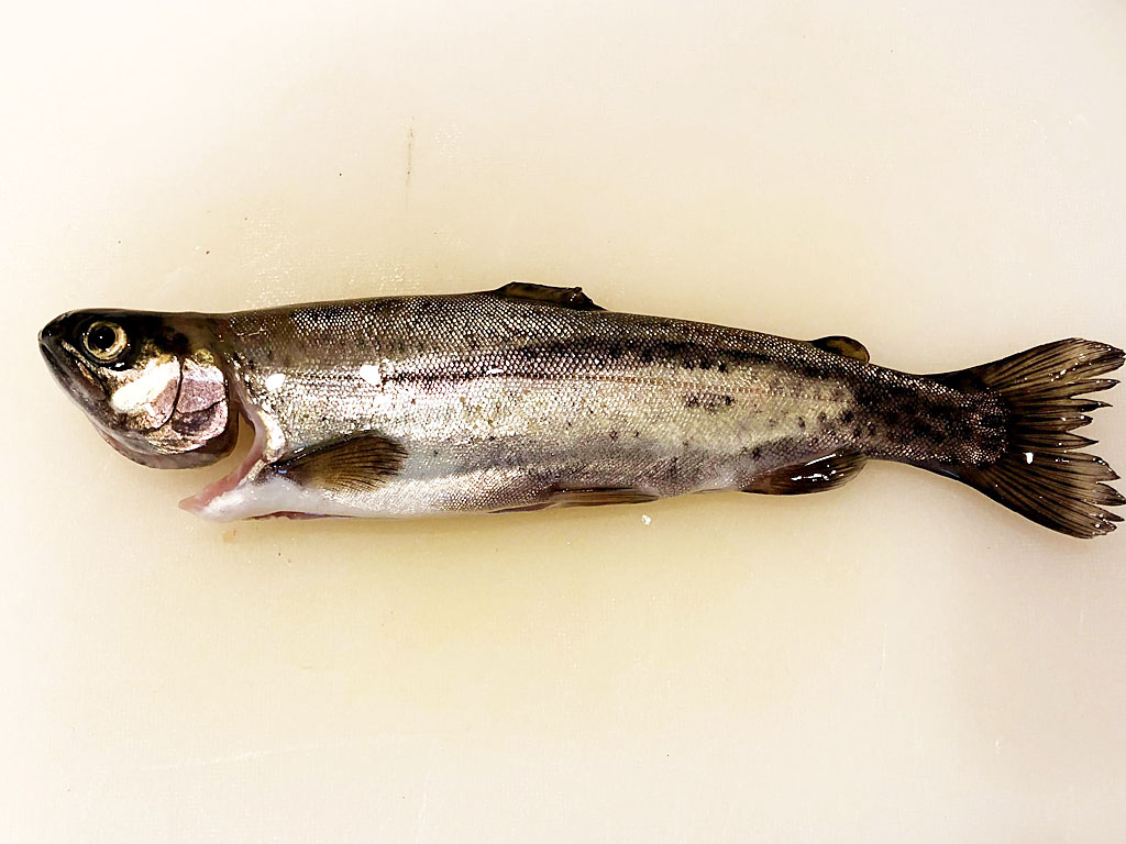 釣ったニジマスは一夜干しに 開いて干して旨味アップ Fam Fishing