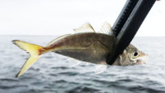 釣った魚はどうしたらいい 釣り場での締め方から内臓処理まで解説 Fam Fishing