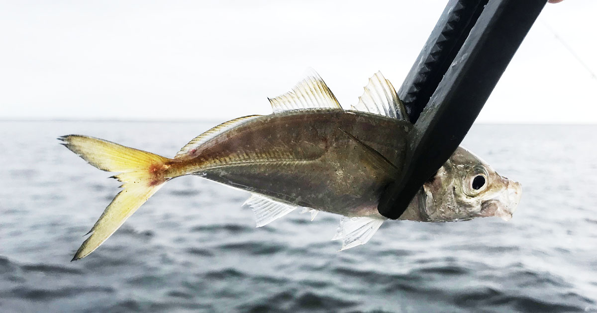 釣った魚はどうしたらいい 釣り場での締め方から内臓処理まで解説 Fam Fishing