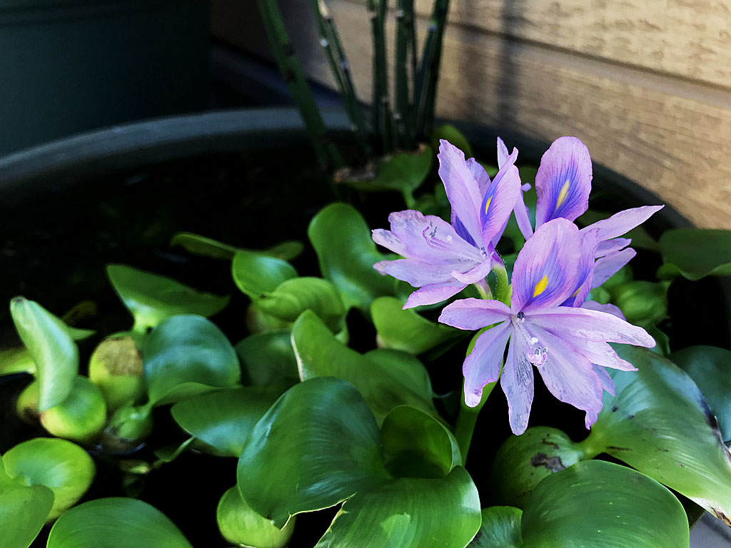 夏に青い花を咲かせたホテイアオイ