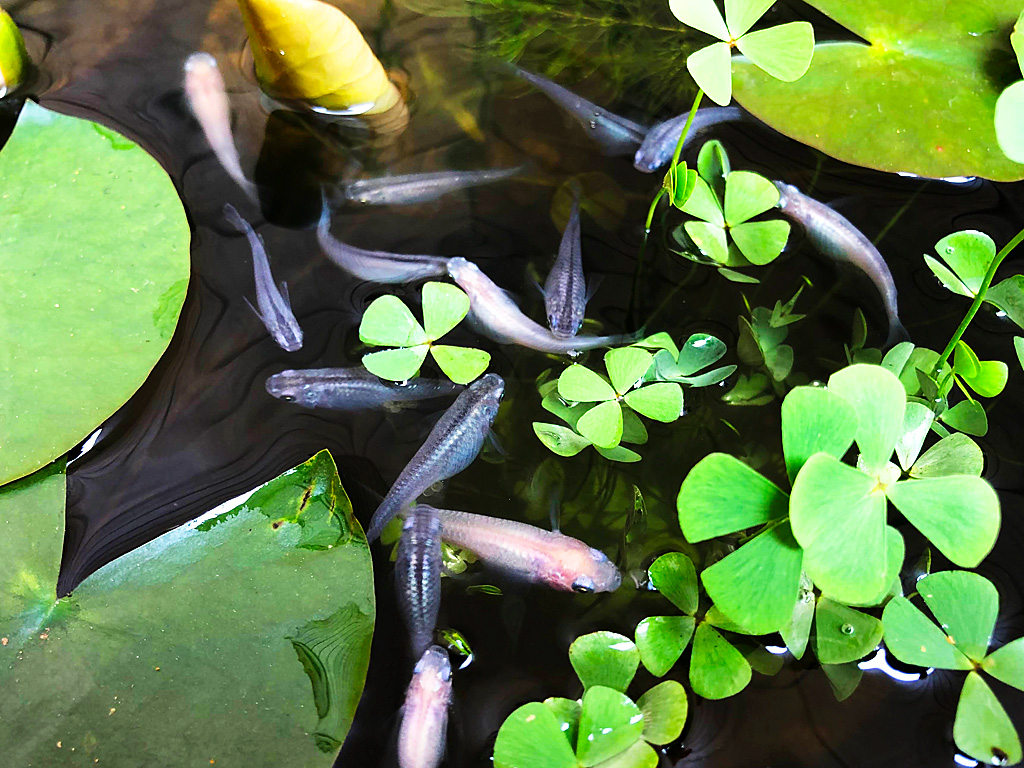 森のように茂った水草は隠れ家になる