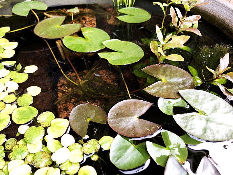 水草が繁茂したビオトープ