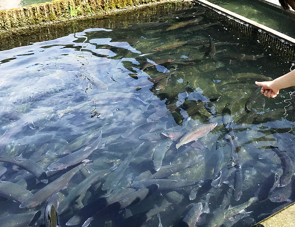 滋賀県の醒ヶ井養鱒場で養殖されているニジマス