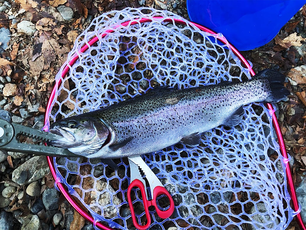 釣ったニジマスの食べ方4選 塩焼きから刺身までの定番レシピ Fam Fishing