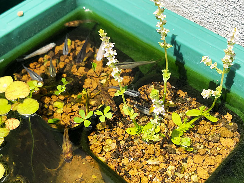 花の穂が伸びたグリーンロタラ