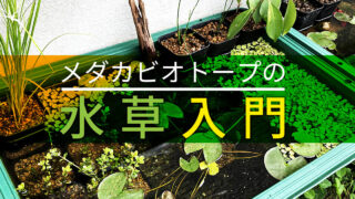 屋外でメダカを飼育しよう 00円で始める水換え不要の睡蓮鉢ビオトープ Fam Fishing