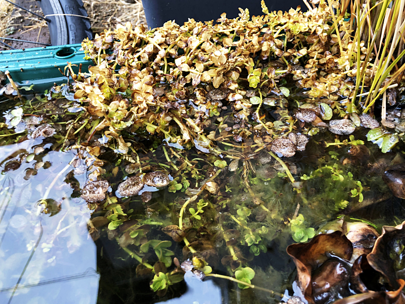 水面から出た葉は枯れているが水面下の葉は緑色を保つ