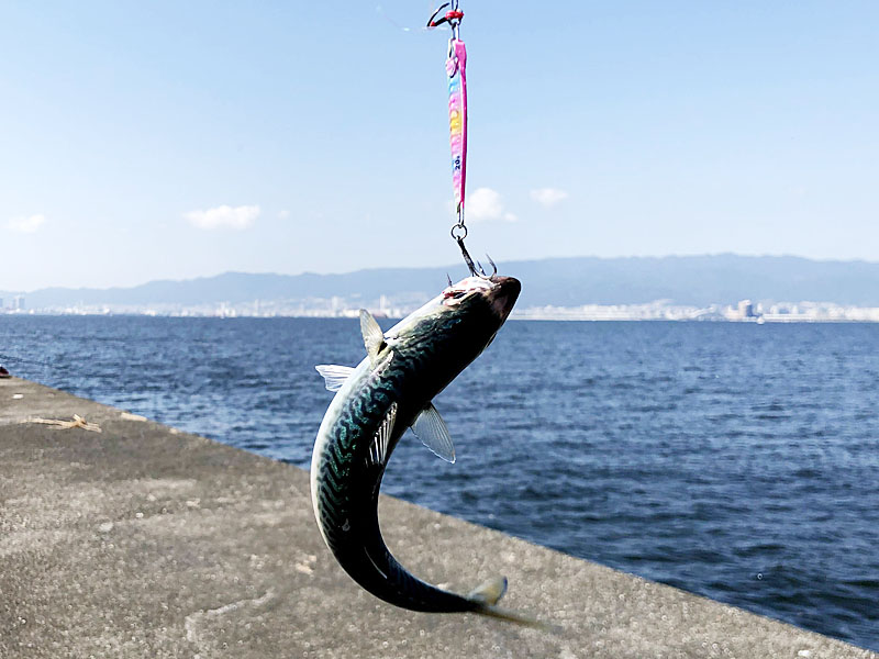 いくらでも釣れる小サバ