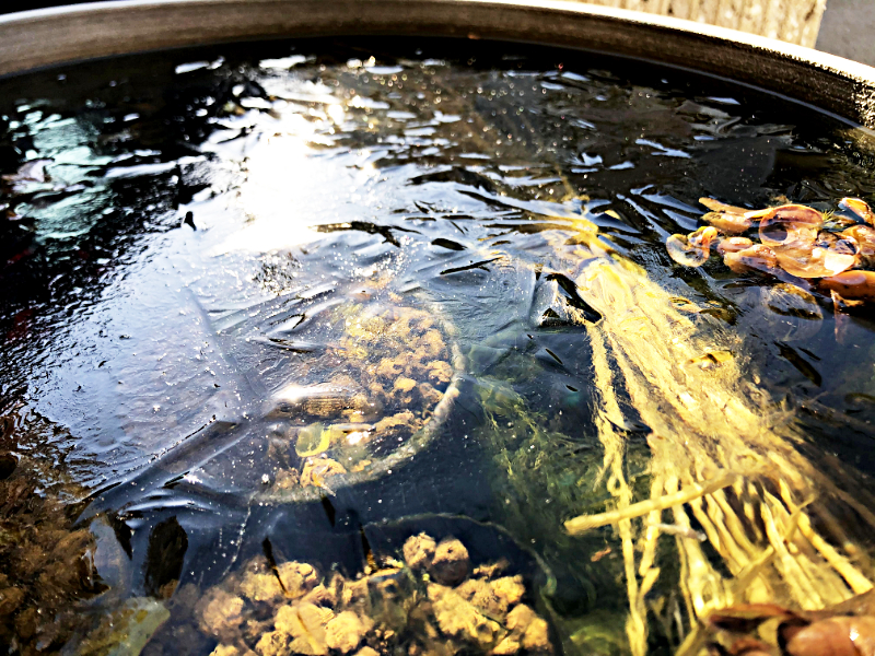 氷点下に下がって氷が張ったビオトープ