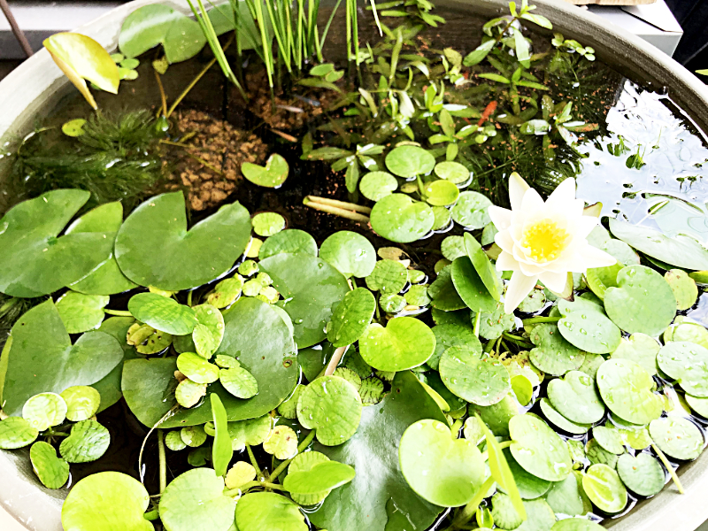 水草が繁茂する真夏のビオトープ