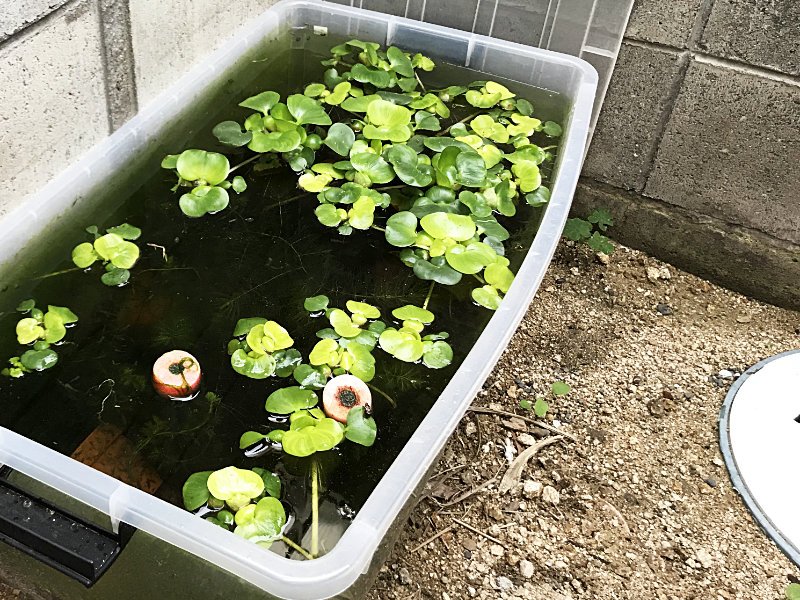 水圧でゆがんだ衣装ケース水槽（真似しちゃダメ）