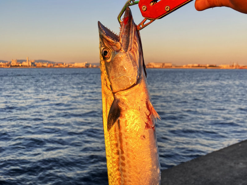 日没間近にルアーで釣れたサゴシ