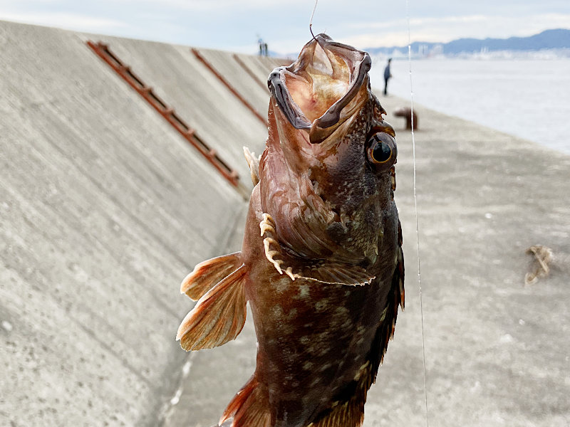 年中釣れるカサゴ