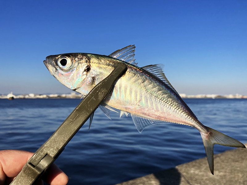 堤防で釣れたマアジ