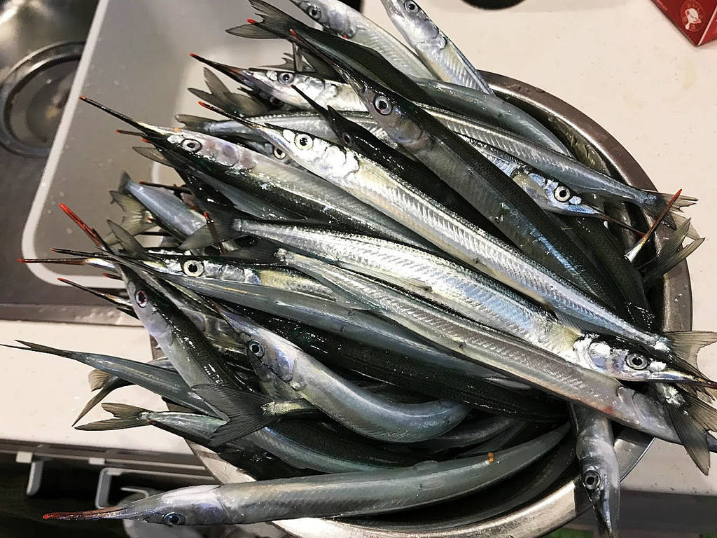 冬場にどっさり釣れた良型サヨリ