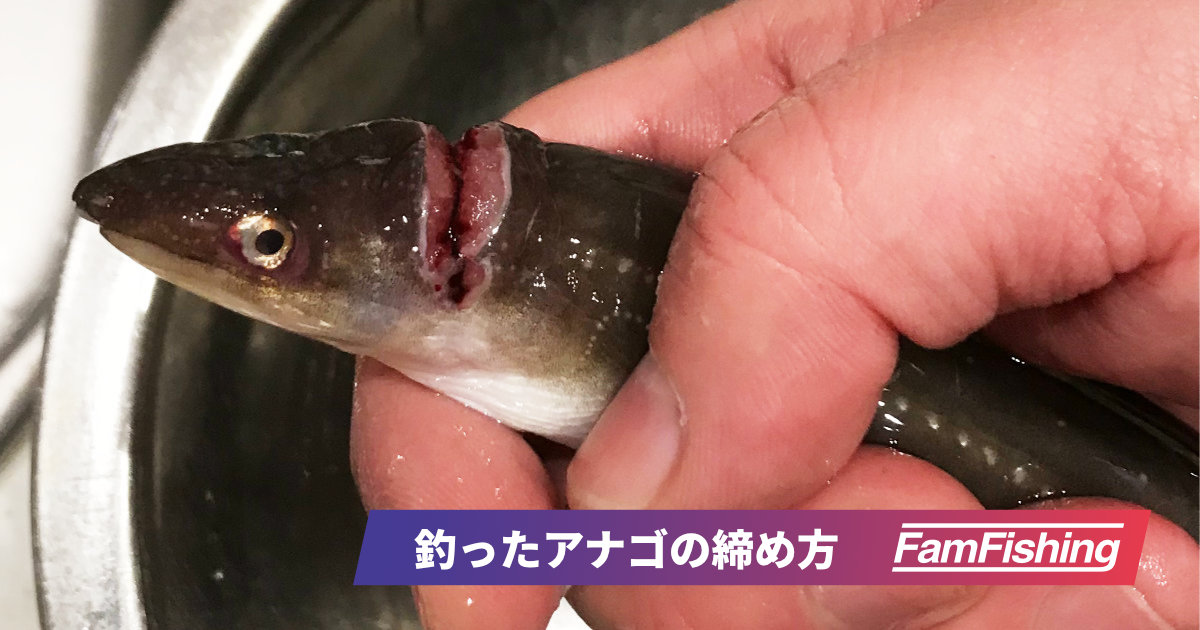 釣ったアナゴの締め方