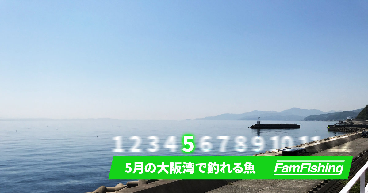 5月の大阪湾で釣れる魚