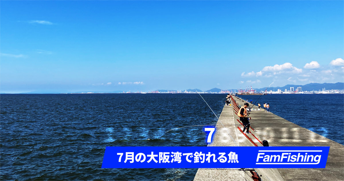 7月の大阪湾で釣れる魚